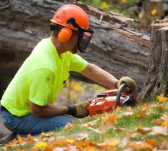 tree services Haddon Heights